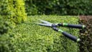 Pensasleikkaus ja pihan siistiminen ammattitaidolla фото